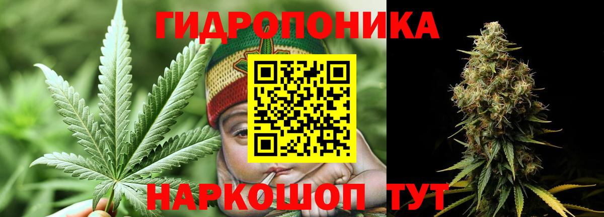 Каннабис планчик Отрадное